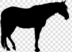 Quarter Horse Silhouette Png   Clip Art Standing Horse Silhouette  Transparent Png