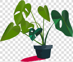 Transparent Monstera Png   Houseplant  Png Download