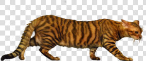 Siberian Tiger  HD Png Download