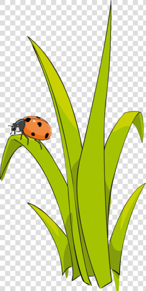 Coccinelle Sur Brin D herbe   Ladybug On Grass Clipart  HD Png Download