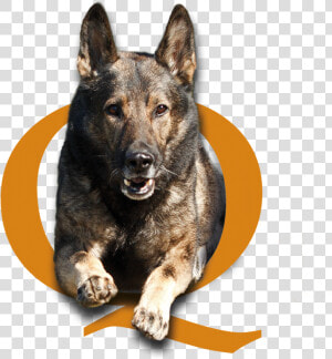 Quality K9  Contact Us  Tino Reinke  Angelika Clark   Police Dog  HD Png Download