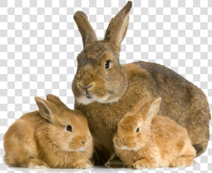 Small Rabbit Png   Baby Rabbit And Mother  Transparent Png