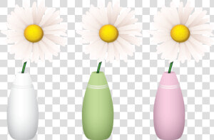 Camomile  HD Png Download