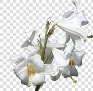 Flower Plant Lilium Candidum Liliaceae   Calla Lilies Plant Transparent Background  HD Png Download