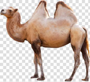 Camel Png Side View   Long Can Camels Go Without Water  Transparent Png