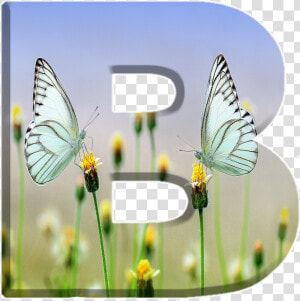 Alfabeto Decorativo Borboletas Png   गुड मॉर्निंग मैसेज इमेज  Transparent Png