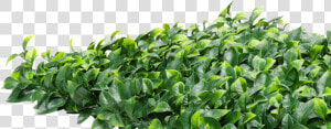 Transparent Hedge Png   Ficus Hedge Artificial  Png Download