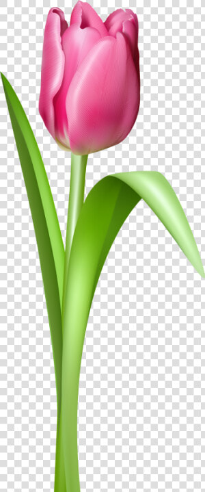 Pink Tulip Transparent Png Clipart Picture   Tulip Flower Png  Png Download