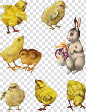 Digital Easter Chick Bunny Images   Vintage Easter Bunny Png  Transparent Png