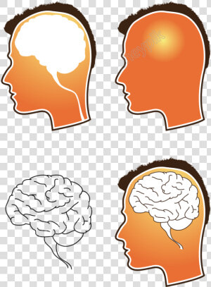 Human Brain Png   Free Vector Brain  Transparent Png