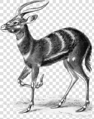 Antelope springbok musk Deer   Ernst Haeckel Animals  HD Png Download