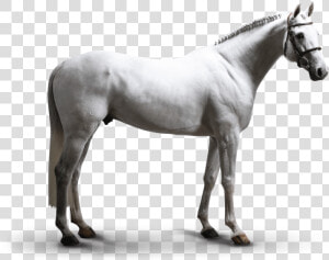 Stallion  HD Png Download