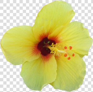 Yellow Hibiscus Png   Hawaiian Hibiscus Flower Transparent Background  Png Download