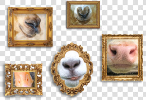 Framed Pictures Of Animal Noses   Picture Frame  HD Png Download