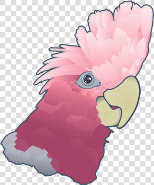 Cockatoo  HD Png Download