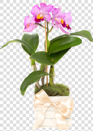 Transparent Orquideas Png   Cattlianthe Jewel Box  Png Download