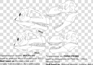 Giganotosaurus Vs T Rex Skull  HD Png Download