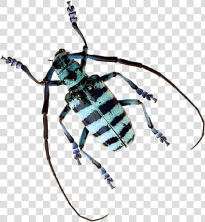 Beetle Png Image   Tiger Beetle Transparent Background  Png Download