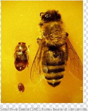 Bee Shb Varroa   Honeybee  HD Png Download