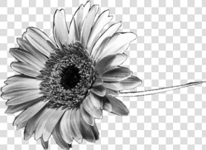 Transparent Black And White Flowers Png   Black And White Sunflower Png  Png Download