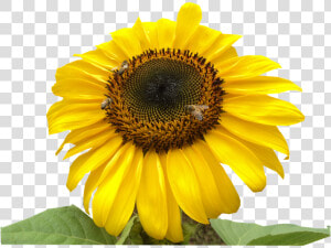 Girasol Abejas   Sunflower  HD Png Download