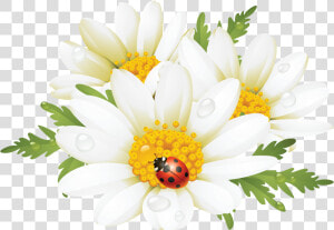 Como La Miel De   Lady Bug And Daisy Clipart  HD Png Download