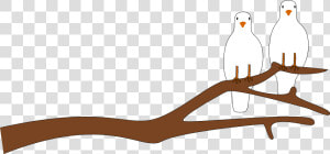 Doves On A Branch For V Day Clip Arts   Branch Clipart  HD Png Download