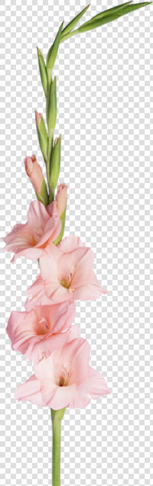 Gladiolus  HD Png Download