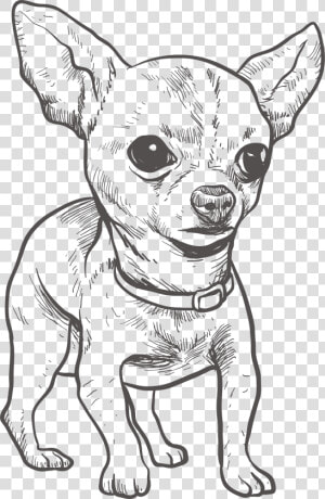 Chihuahua Puppy Drawing Illustration  HD Png Download