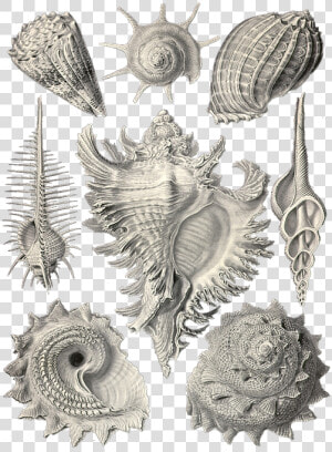 Ernst Haeckel  HD Png Download