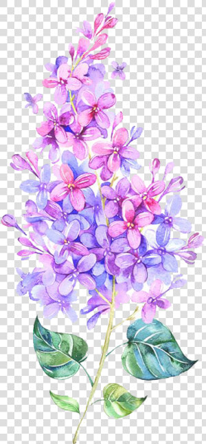  kpopedits  kpop  kawaii  lilac  flower  watercolour   Flower Purple Pink Png  Transparent Png