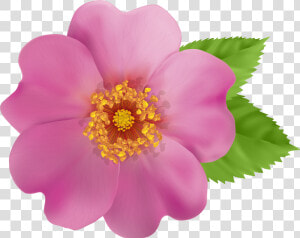 Wild Rose Clipart Border Picture Transparent Wild Rose   Wild Rose Clip Art  HD Png Download