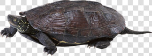 Turtle Png   Turtle  Transparent Png