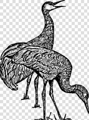 Sandhill Crane Clip Arts   Sandhill Crane Clipart Black And White  HD Png Download