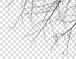 Branches   Png Download   Branches  Transparent Png