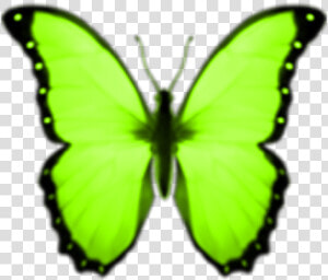  lime  neongreen  green  butterflies  greenbutterfly   Butterfly Emoji Transparent Background  HD Png Download