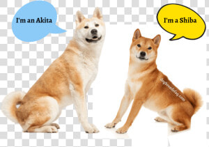 Australian Akita  HD Png Download