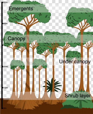 Tropical Rainforest Cross Section  HD Png Download