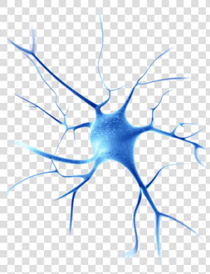 Hd Neurons Png   Neurons Png  Transparent Png