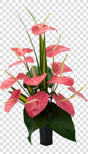 Anthurium Andraeanum Flowers Transparent  HD Png Download