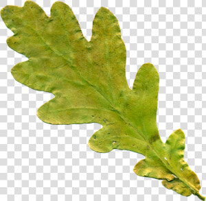 Acorn Leaf Png   Oak Leaf No Background  Transparent Png