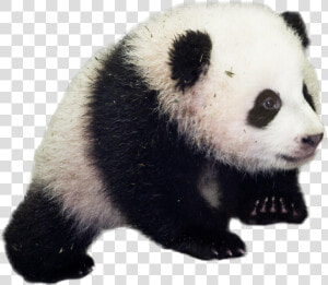 Giant Panda Transparent Background   Good Morning Baby Panda  HD Png Download