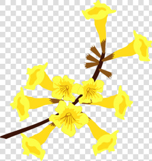 Ipê Amarelo Flor   Flor Do Ipe Amarelo  HD Png Download