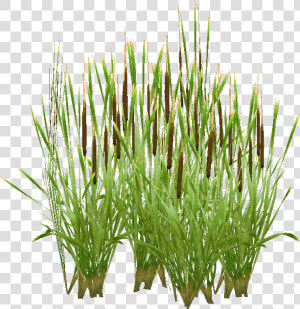 Typha  HD Png Download