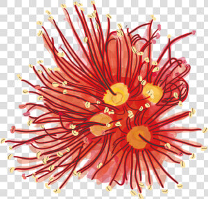 Rata Flower Png  Transparent Png