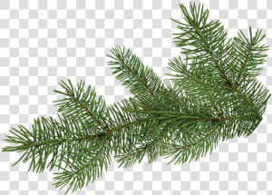 Pine Tree Branch   Pine Tree Branch Png  Transparent Png