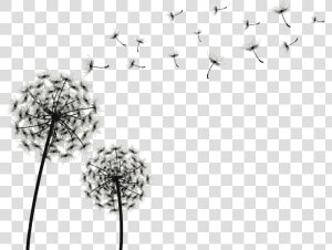 Dandelion Drawing Clip Art   Dandelion Blowing Clip Art  HD Png Download