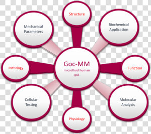 Figure 2 Gut On A Chip   Gut Microbiome Function  HD Png Download