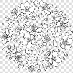  blossom  appleblossom  flower  overlay  lineart  line   Line Art  HD Png Download