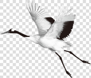 Transparent Heron Bird Clipart   Red Crowned Crane Png  Png Download